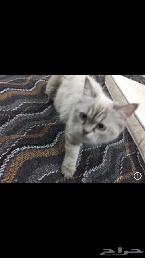 قطة شيرازي هيملايا