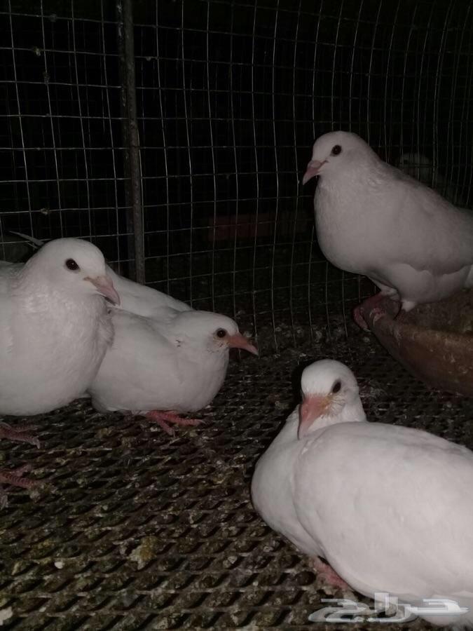 فروخ حمام فرنسي لاحم موقع رنيه