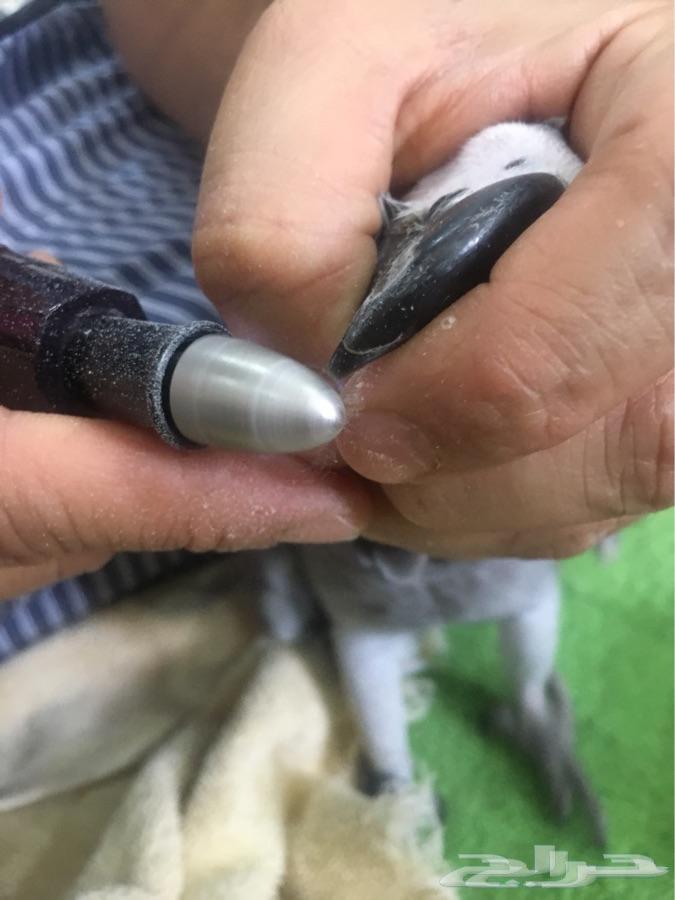 مبردلمناقيرواظافرالطيوروالقطط ممتاز