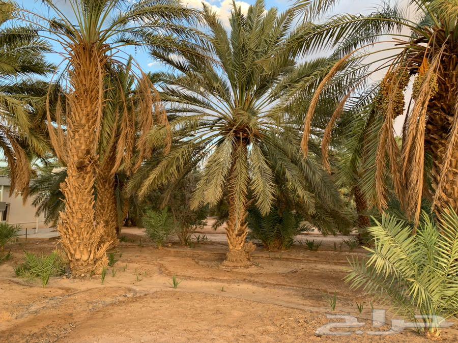مزرعة للبيع بالقرب من الوعبة
