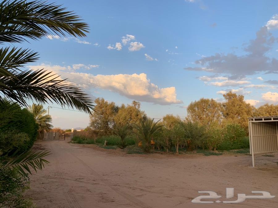 مزرعة للبيع بالقرب من الوعبة