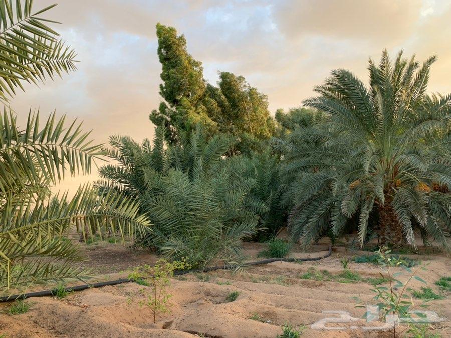 مزرعة للبيع بالقرب من الوعبة