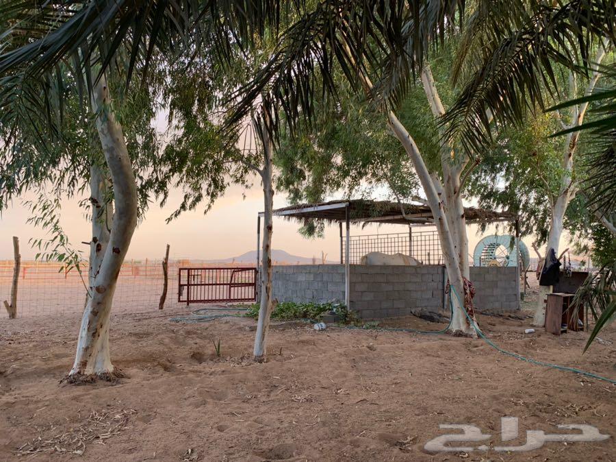مزرعة للبيع بالقرب من الوعبة