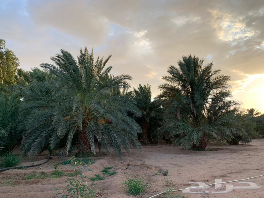مزرعة للبيع بالقرب من الوعبة