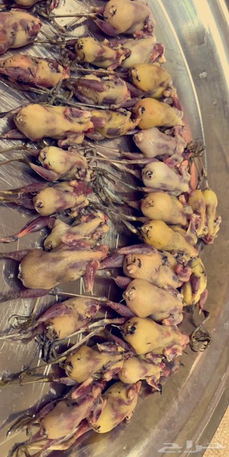 مزرعة للآجار بالخوير