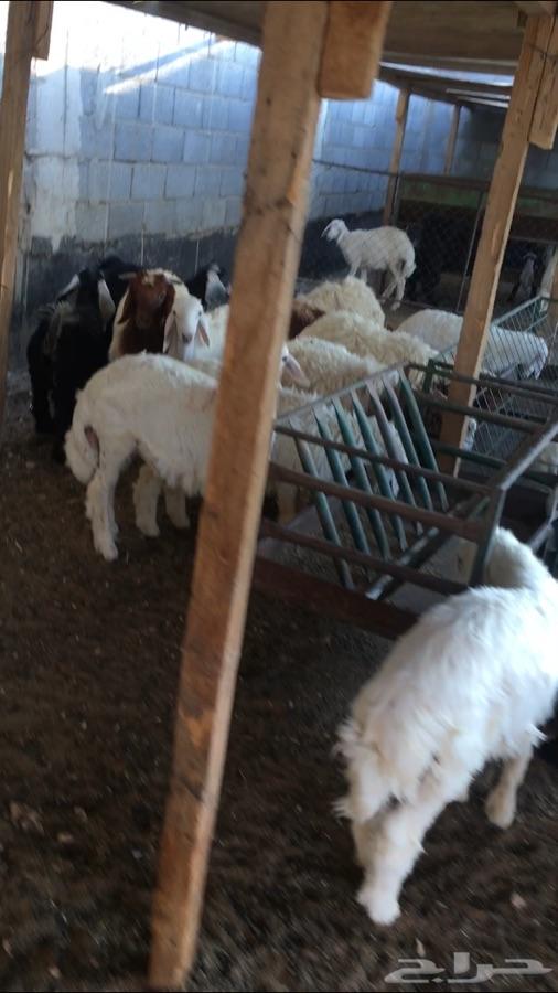 ذبايح طليان نعيم حري نجدي تيوس