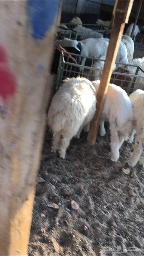 ذبايح طليان نعيم حري نجدي تيوس