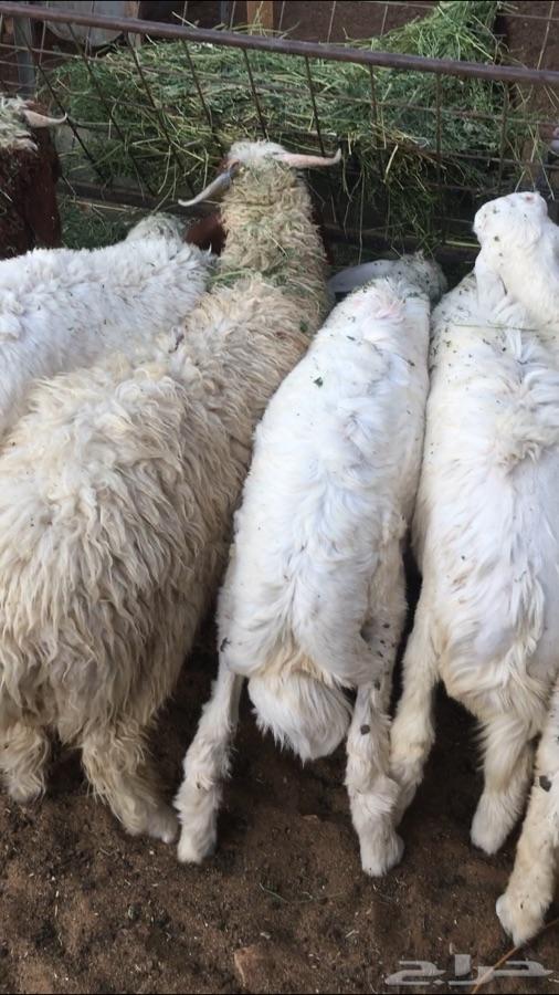 ذبايح طليان نعيم حري نجدي تيوس