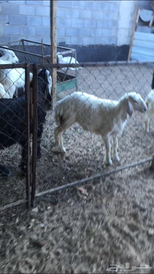 ذبايح طليان نعيم حري نجدي تيوس
