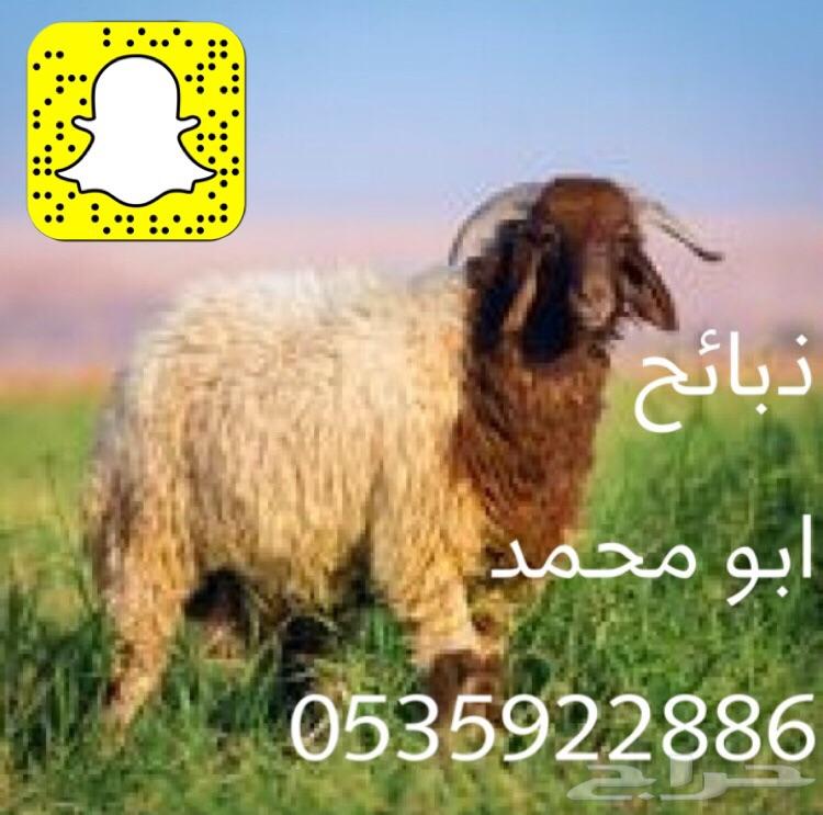 ذبايح طليان نعيم حري نجدي تيوس