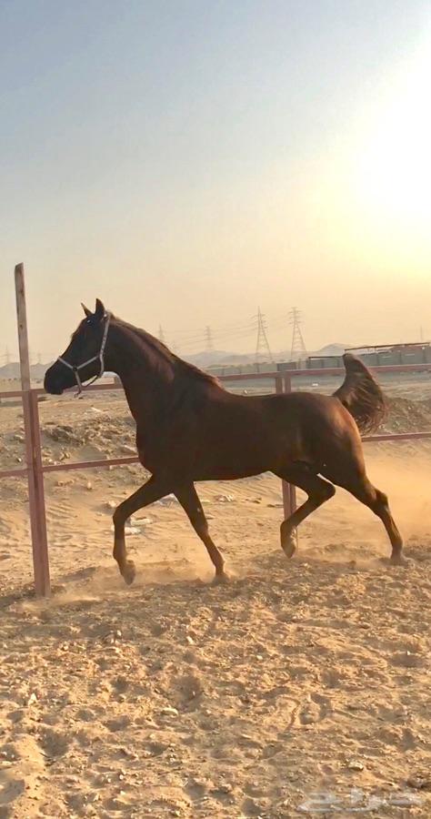 حصان شعبي شيخ
