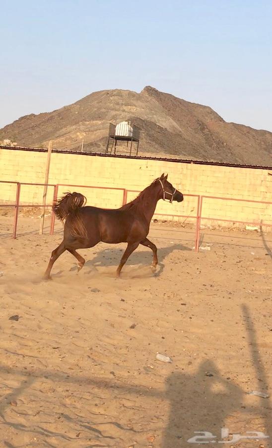 حصان شعبي شيخ