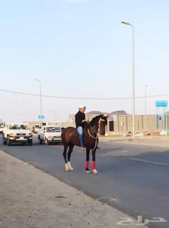 نجران - فرس شعبية عربية