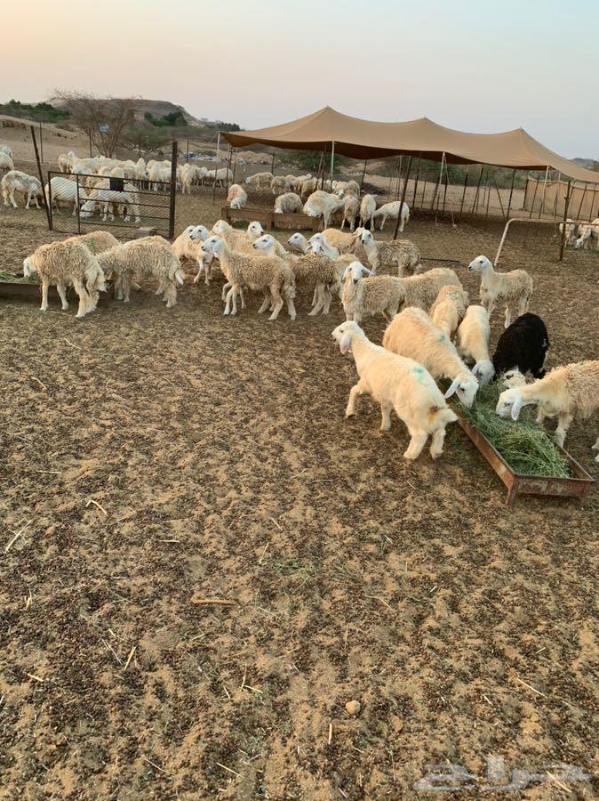 طليان ورخال حريه