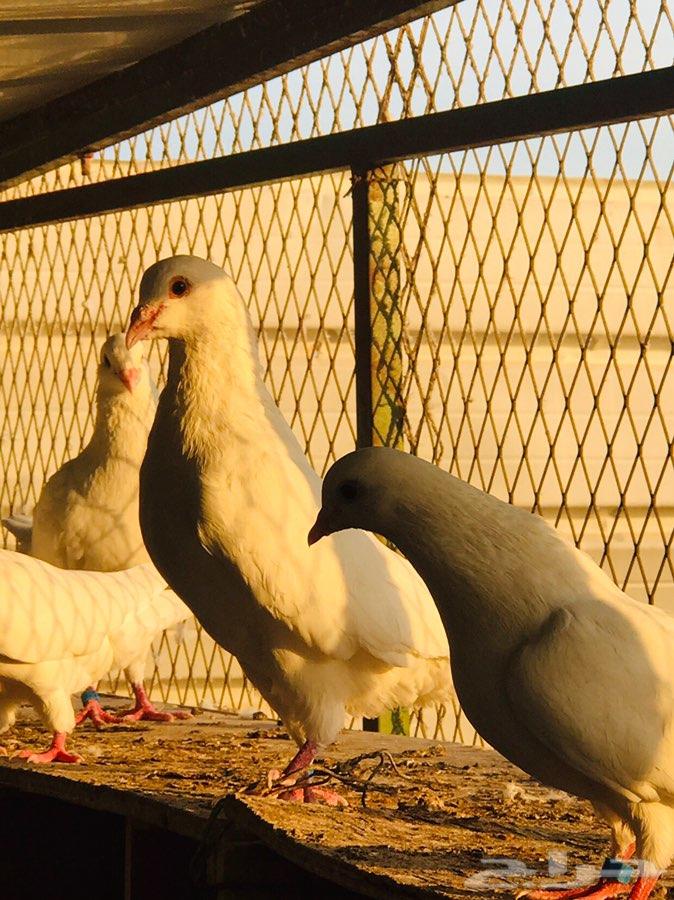 للبيع حمام لاحم فرنسي سوبر جامبو