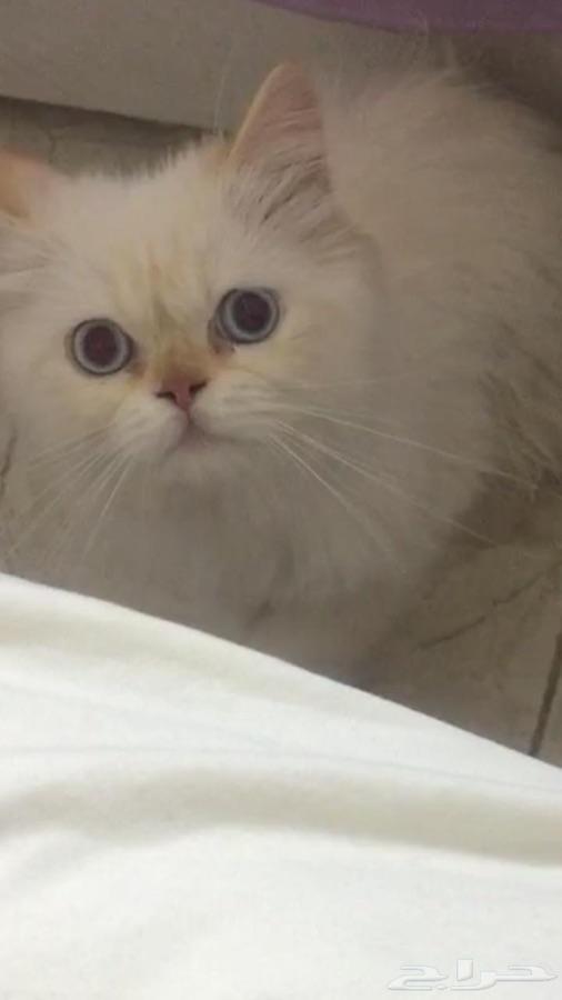 قطه للبيع