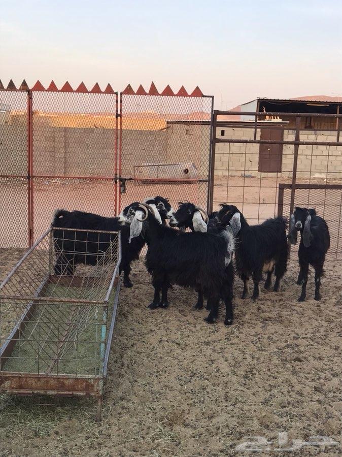 7 معزا للبيع والثامن الفحل