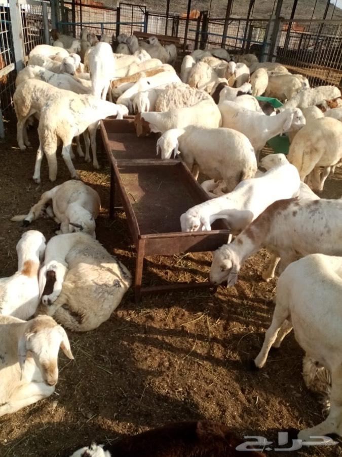 سواكن حمرية ام روابة وسواكن بيض (تم البيع)