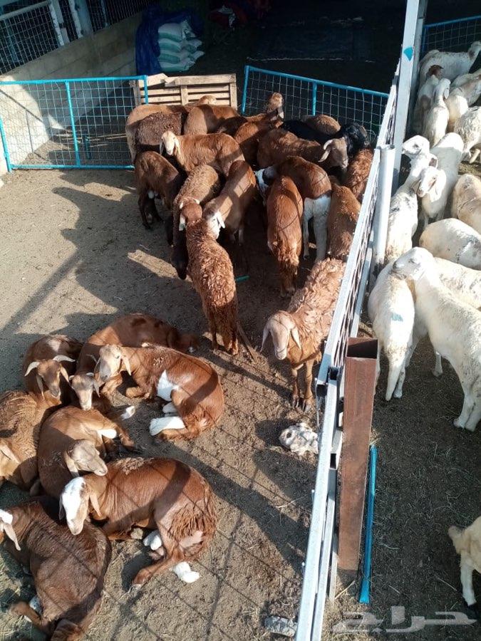 سواكن حمرية ام روابة وسواكن بيض (تم البيع)