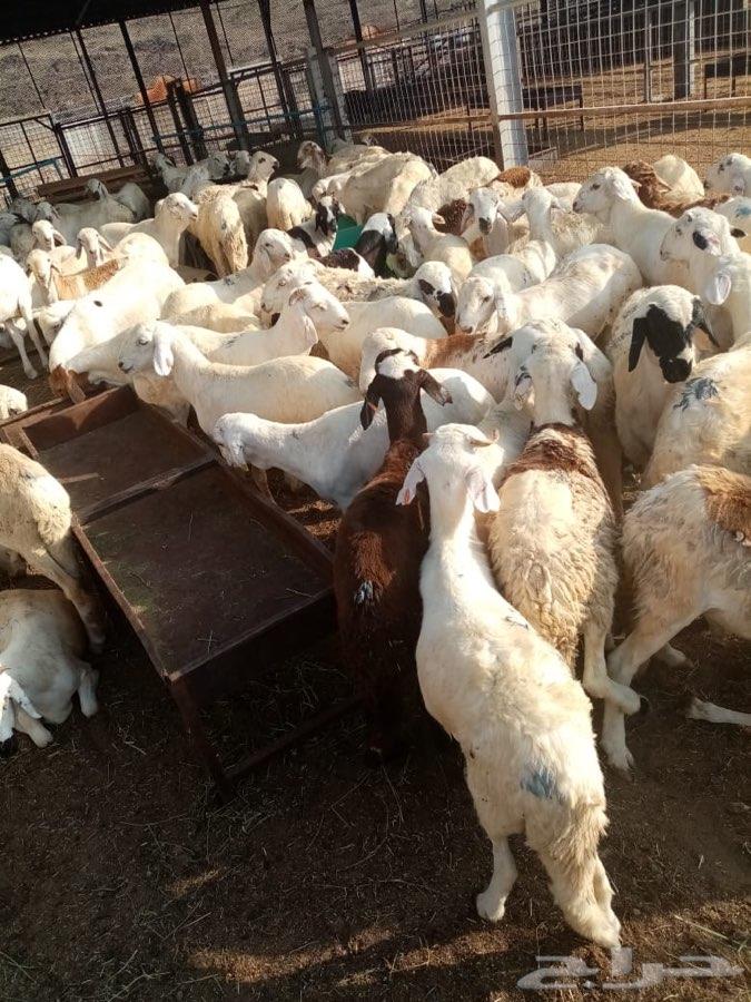 سواكن حمرية ام روابة وسواكن بيض (تم البيع)