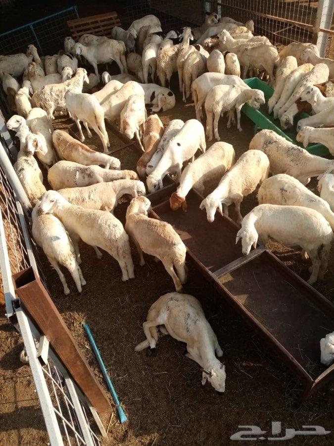 سواكن حمرية ام روابة وسواكن بيض (تم البيع)