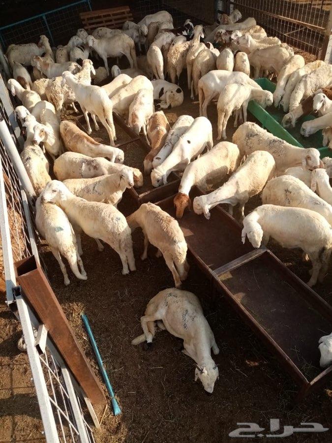 سواكن حمرية ام روابة وسواكن بيض (تم البيع)