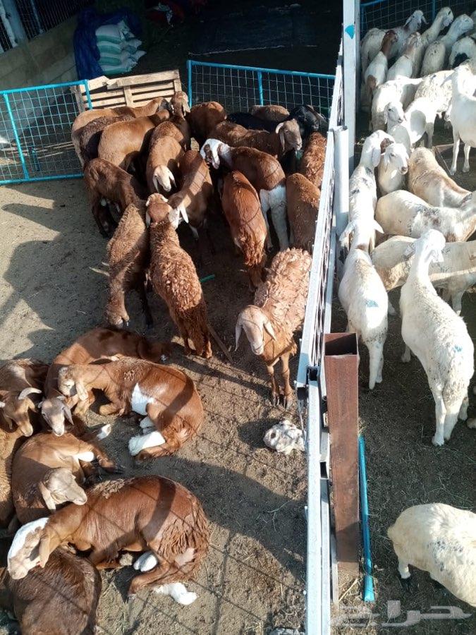 سواكن حمرية ام روابة وسواكن بيض (تم البيع)
