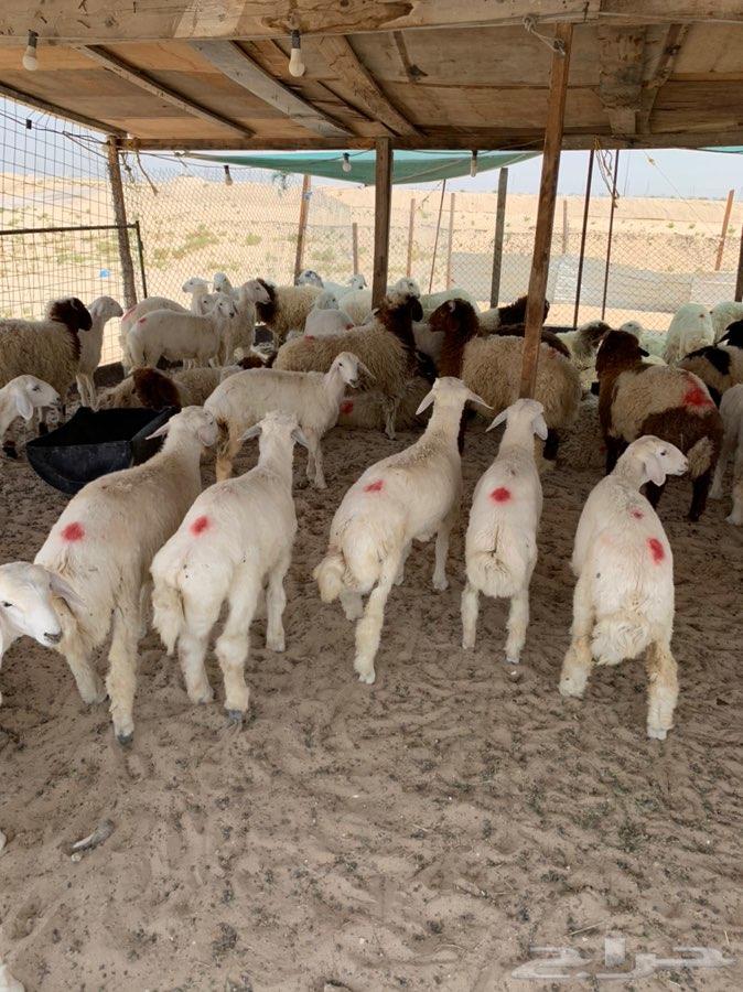 ذبايح نعيم وحريات