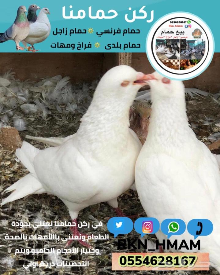 بيع فروخ حمام فونسي و زاجل
