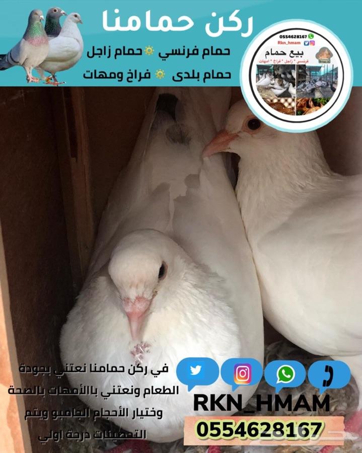بيع فروخ حمام فونسي و زاجل