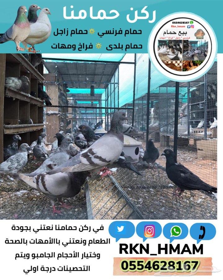 بيع فروخ حمام فونسي و زاجل