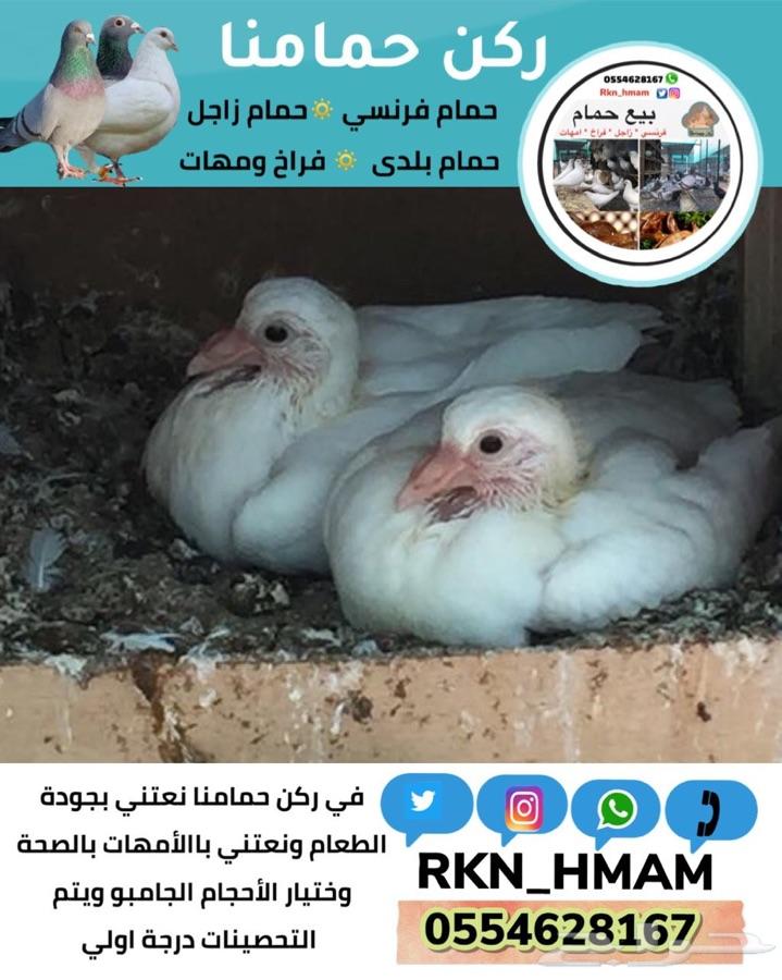 بيع فروخ حمام فونسي و زاجل