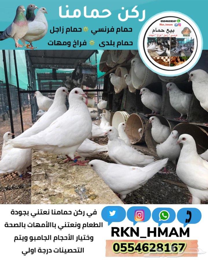 بيع فروخ حمام فونسي و زاجل