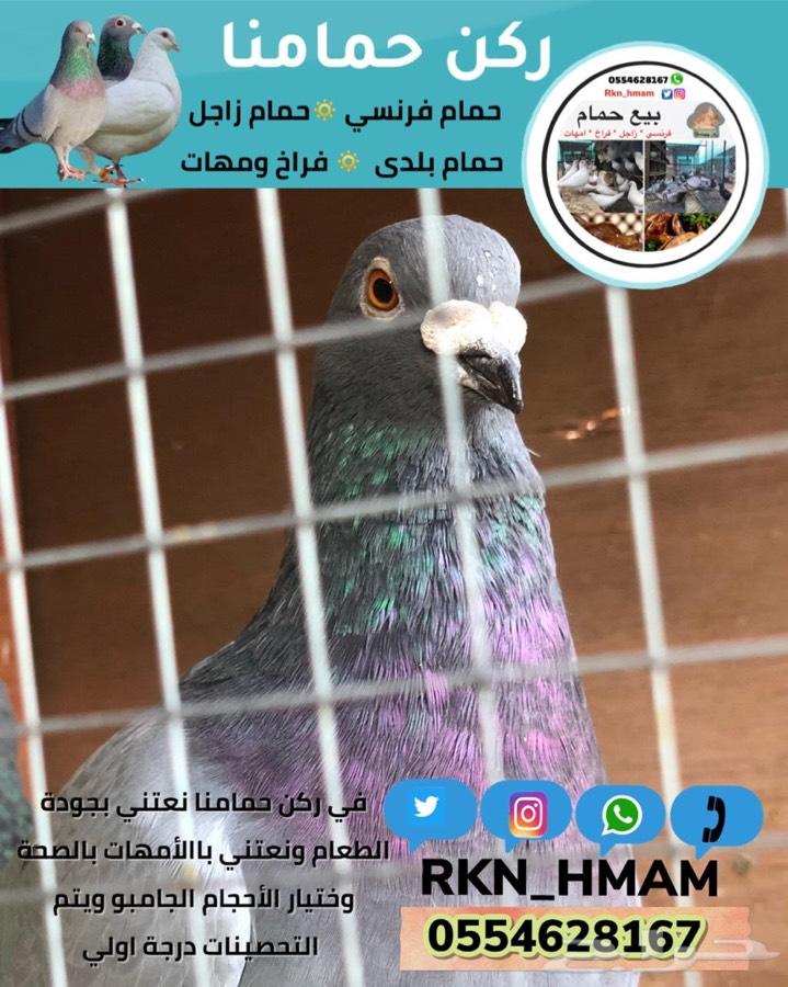 بيع فروخ حمام فونسي و زاجل