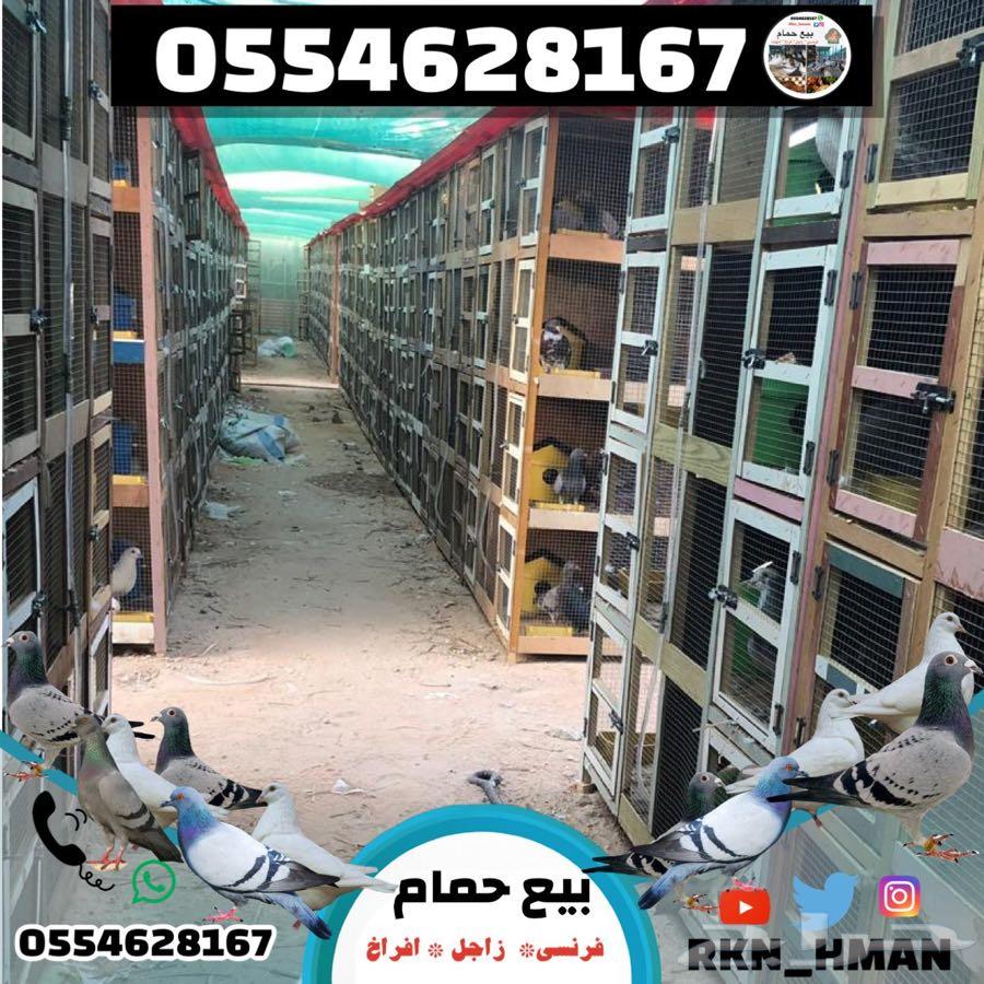 بيع فروخ حمام فونسي و زاجل