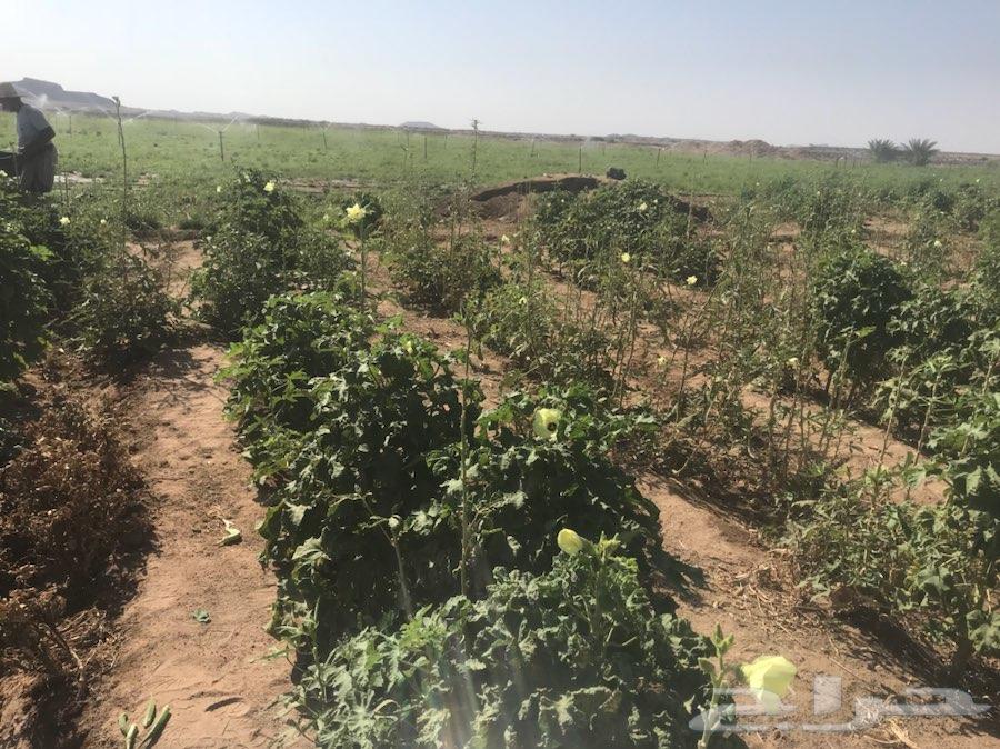 مزرعه لبيع شمال ام ادوم غرب ضلعة ام المح