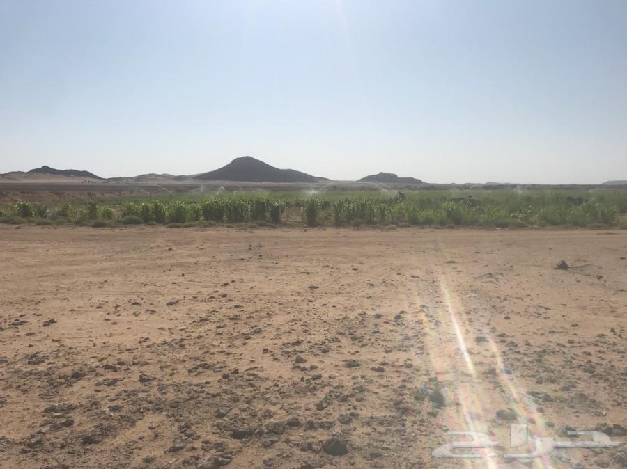 مزرعه لبيع شمال ام ادوم غرب ضلعة ام المح