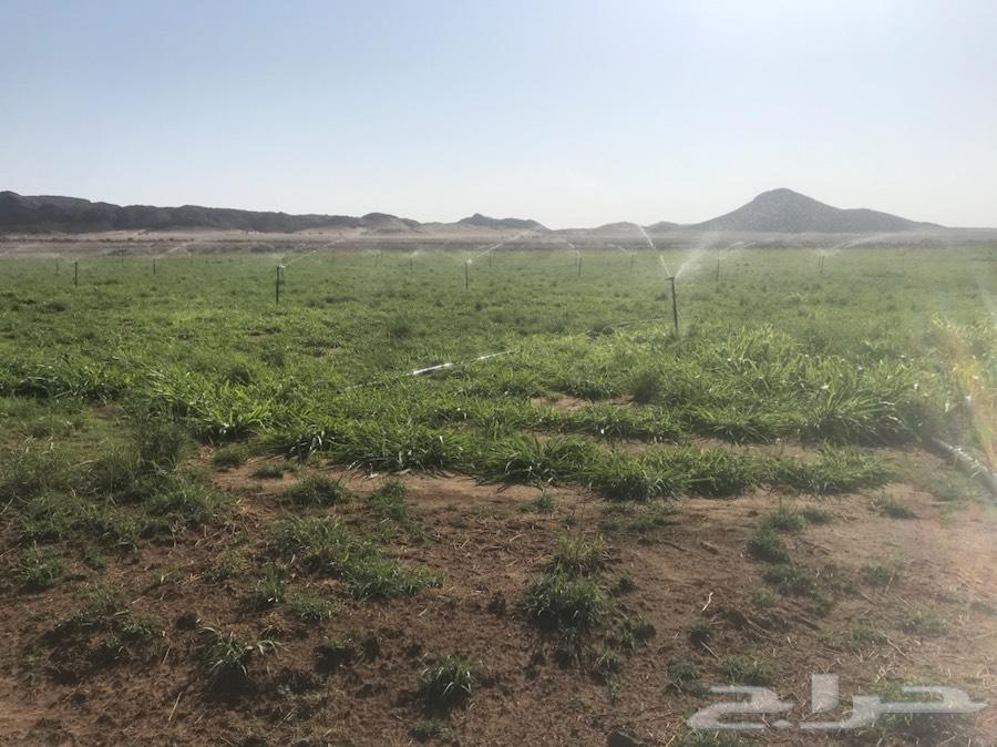 مزرعه لبيع شمال ام ادوم غرب ضلعة ام المح