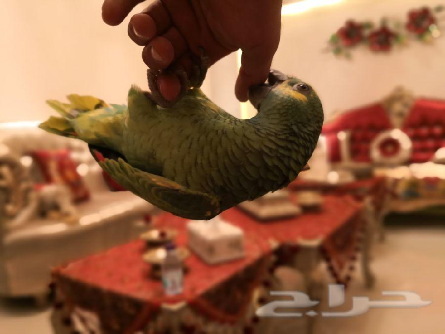 بلوفرنتد جاكو 2018 إنتاج مزارع الازد TOP