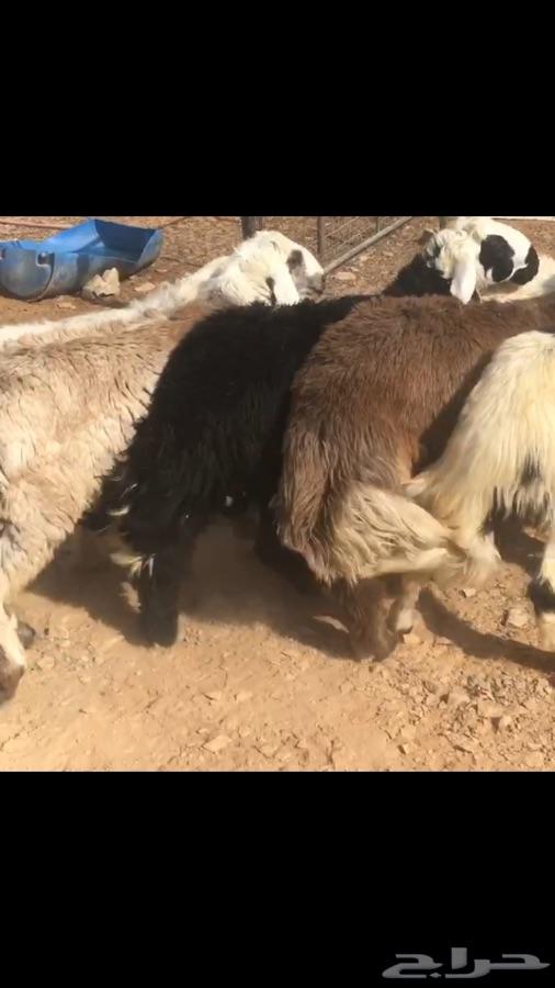 طليان خرفان نعيم نجد حري
