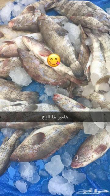 أسماك وربيان طازج