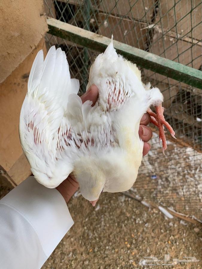 فروخ حمام فرنسي لاحم