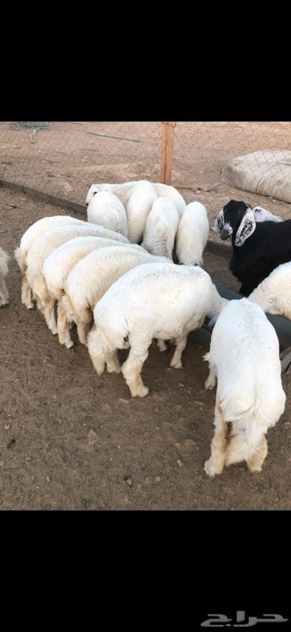 ذبايح خرفان ورخال حري