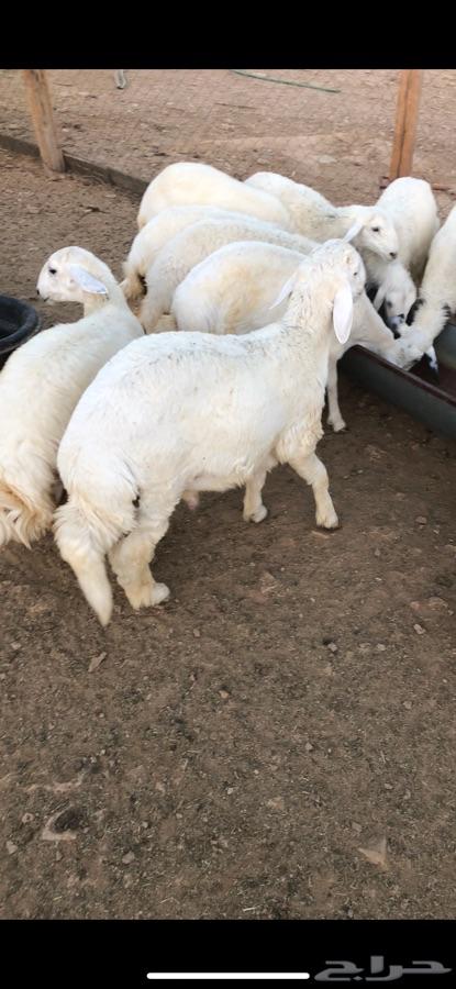 ذبايح خرفان ورخال حري