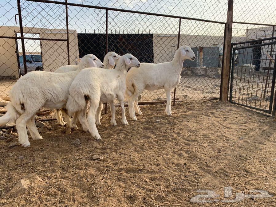 طليان وتيوس مع الذبح والتوصيل