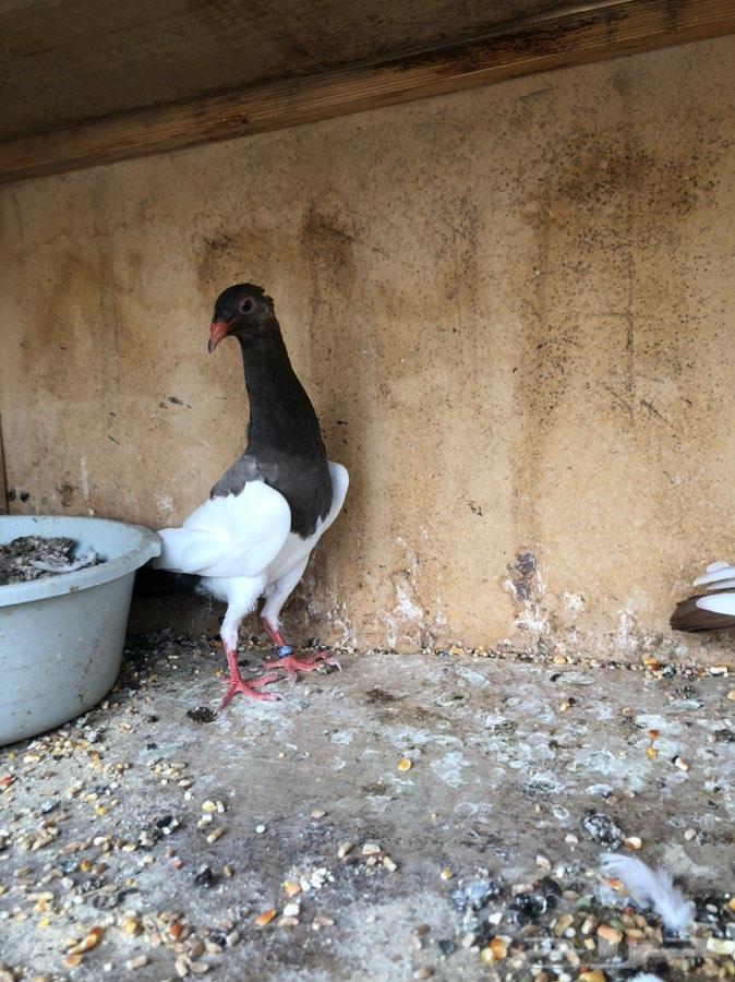 عرض اليوم طبه مسوبع مستوي توب