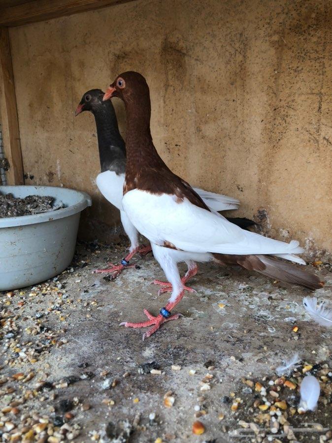 عرض اليوم طبه مسوبع مستوي توب