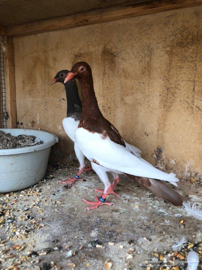 عرض اليوم طبه مسوبع مستوي توب