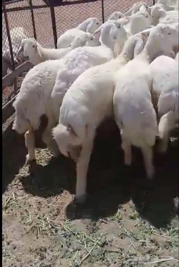 ذبايح حريات