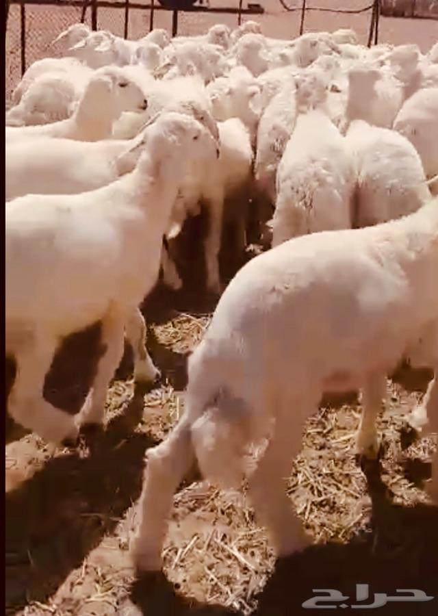 ذبايح حريات